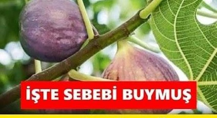 Neden İncir Ağacı Evlere Uzak Biryere Dikilir..