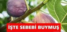 İncir ağaçlarının evlerden uzak dikilmesinin nedeni..
