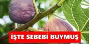 İncir ağaçlarının evlerden uzak dikilmesinin nedeni..