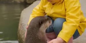 Hayvanat bahçesinde küçük bir kız bir su samuruyla oynuyor,