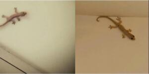 Biliyor muydunuz: Bir kertenkele evinize geldiğinde, bu bir iş’arettir.