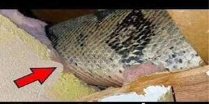 Tavan Arasında Arı Olduğunu Düşündüler,