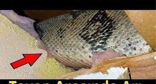 Tavan Arasında Arı Olduğunu Düşündüler,