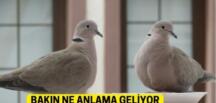 Balkona ya da Pencereye konan Güvercin ve Kumru ba’kın ne anlama gelir. Anlamı manidar