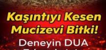 Kaşıntıyı K’esen Mu cizevi Bitki..