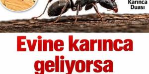 Karıncanın sessiz duası: hanenize gelen 7 manevi mesaj..