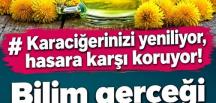 Karaciğerinizi yeniliyor, hasara karşı koruyor! Bilim gerçeği kanıtlad..